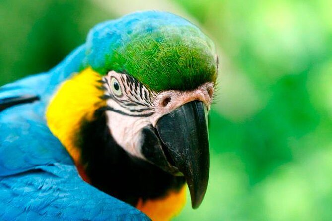 4-Day Jungle of Peru Tambopata Nature Reserve - Authentic Experiences and Value