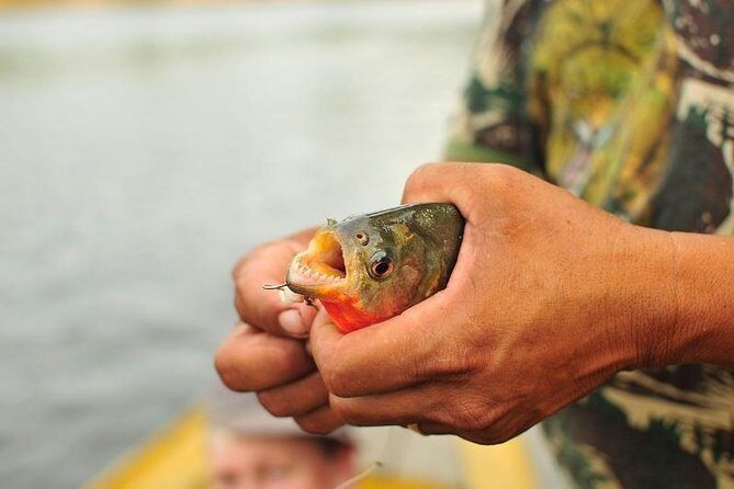 4-Day Manaus Amazon Jungle Adventure - The Sum Up: Is It Worth It?