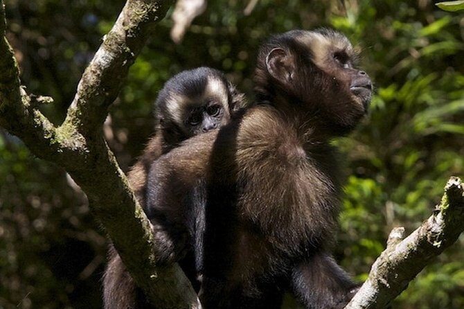 4-Day Manu Jungle Trip from Cusco - Day 1: From Cusco to the Cloud Forest