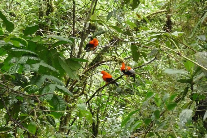 4-Day Manu Jungle Trip from Cusco - Day 3: Exploring Manu’s Rich Biodiversity
