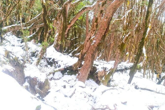 4 Day Mardi Himal Base Camp Trek from Pokhara - A Closer Look at the 4-Day Mardi Himal Base Camp Trek