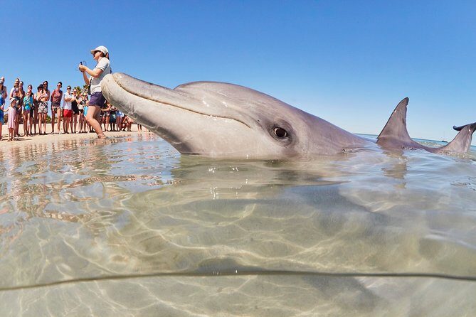 4-Day Monkey Mia Dolphins Pink Lake Pinnacles Comfort-Level Tour - Experience the Best of Western Australia on a 4-Day Coastal Loop Tour