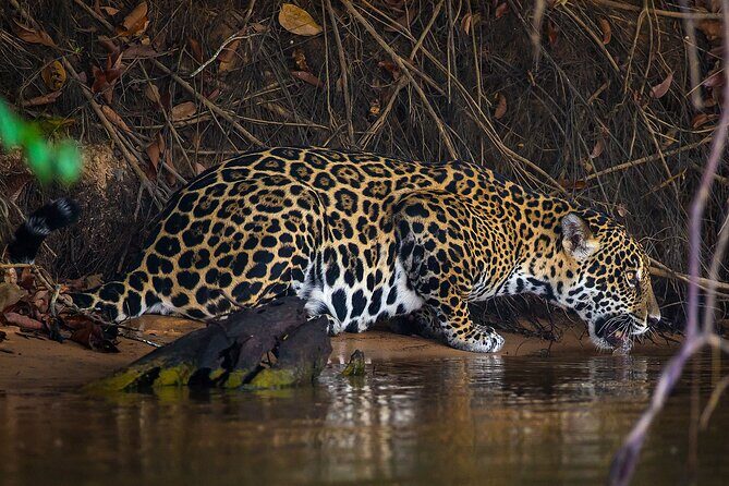 4-day Pantanal Tour with accommodation - Departing from Cuiaba - Key Points