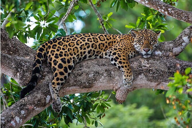 4-day Pantanal Tour with accommodation - Departing from Cuiaba - Exploring the 4-Day Pantanal Tour in Detail