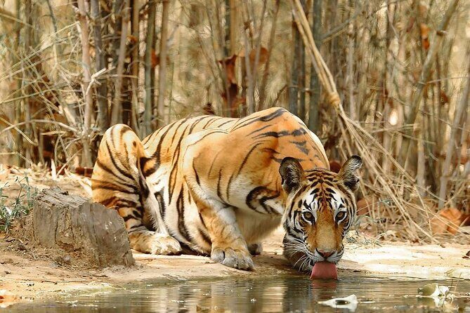 4-Day Private Delhi, Agra & Jaipur with Ranthambore Tiger Safari - Who Should Consider This Tour?