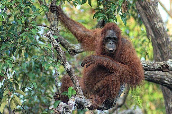4-Day Private Orangutan and Bornean Primates Tour from Pangkalanbuun - The Sum Up