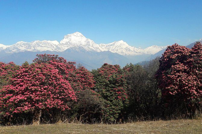 4-Day Private Poon Hill Trekking Tour - Experience the Himalayas with the 4-Day Private Poon Hill Trek