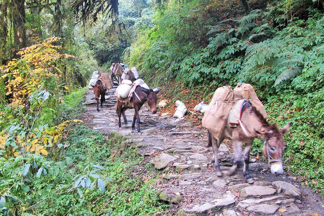 4-Day Private Poon Hill Trekking Tour - Who Should Consider This Trek?