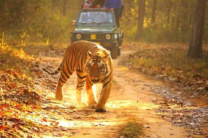 4-Day Private Ranthambhore Tiger Tour Including Delhi, Agra and Jaipur - What You Can Expect & Practical Tips