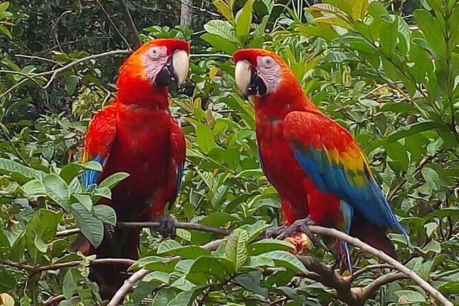 4-Day Private Tour to Manu National Park from Cusco - Key Points