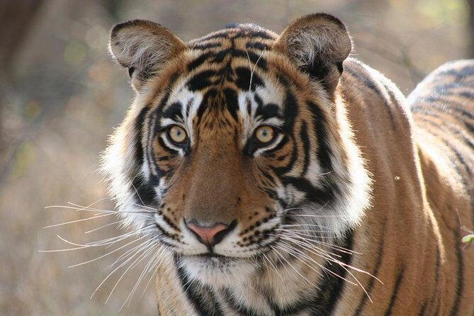 4-Day Ranthambore Tiger Safari Tour to Agra and Jaipur from Delhi - Discovering the Full Experience