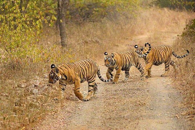 4-Day Ranthambore Tiger Safari Tour to Agra and Jaipur from Delhi - FAQ
