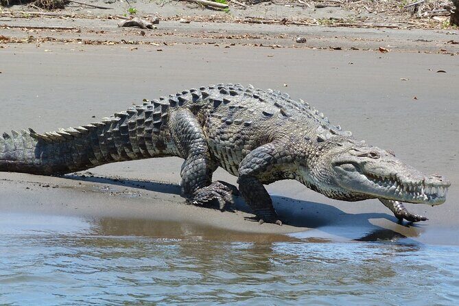 4 Day Tambopata Jungle Tour with Local Guide - The Practical Side: What to Know