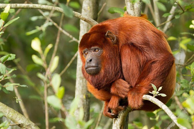 4-Day Tambopata Rainforest Adventure - Key Points