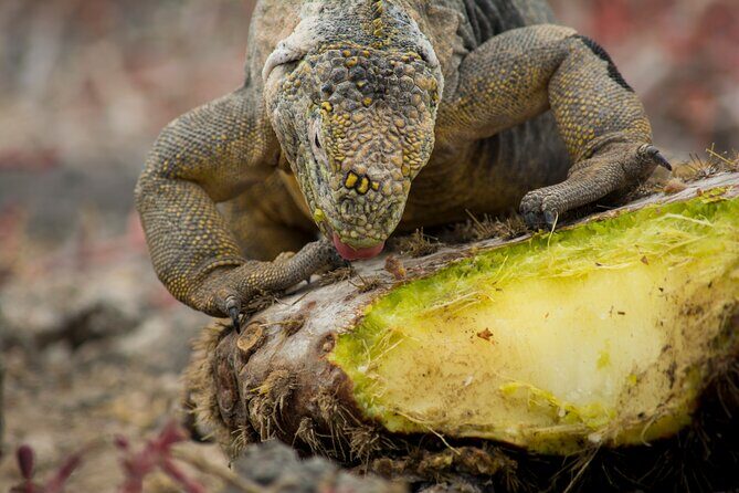 4-Day Wildlife Tour in Santa Cruz Island - Who Would Love This Tour?