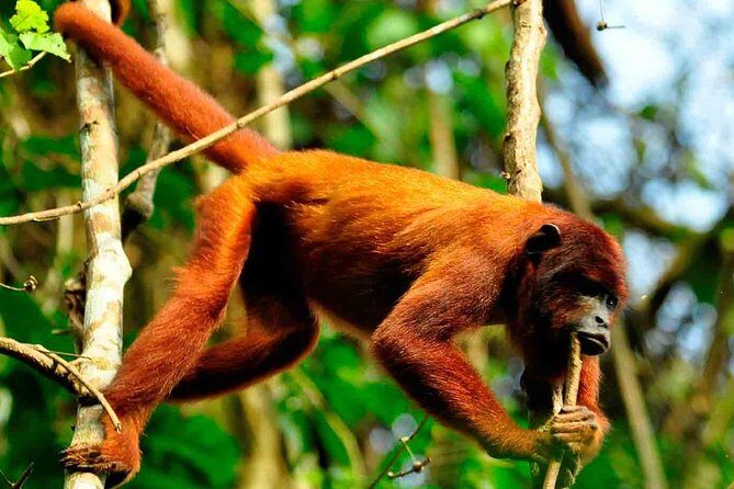 4 days 3 nights  Peruvian Tambopata Jungle - FAQ