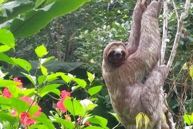 4 days Amazon Jungle tour with Pink Dolphin watch from Iquitos - Key Points