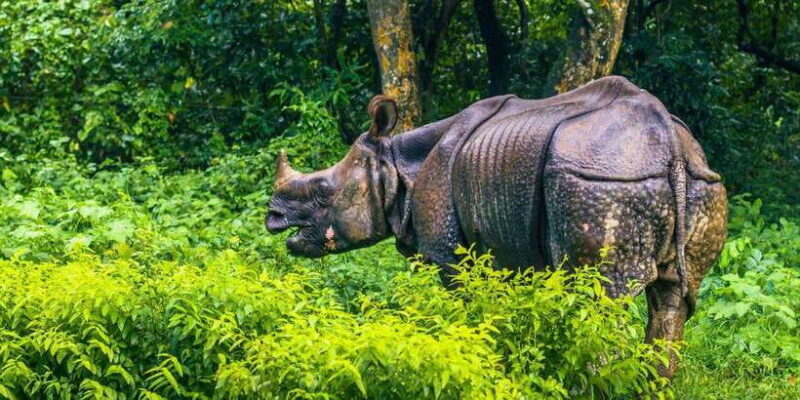4 Days Chitwan Jungle Tour with 1 Night Jungle Tower stay - Final Thoughts