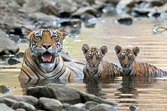 4 Days Golden Triangle Tour with Ranthambore from Delhi - FAQ