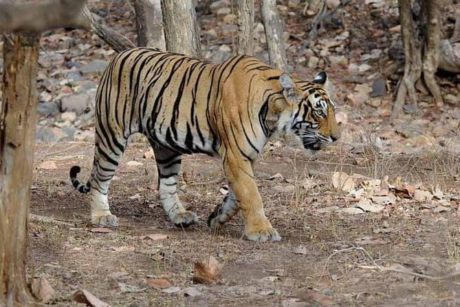 4 Days Golden Triangle Tour with Ranthambore Tiger Safari - 4 Days Golden Triangle Tour with Ranthambore Tiger Safari: A Complete Guide