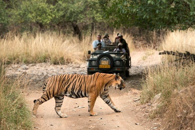 4 Days Golden Triangle Tour with Ranthambore Tiger Safari - An In-Depth Look at the Tour Experience