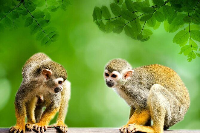 4 Days Iquitos Peru Tour - A deep dive into the 4-day Amazon adventure