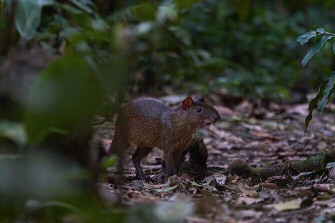4 Days- Manu Peruvian Jungle - Discovering the Wonders of the Manu Jungle in Four Days