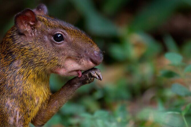 4 Days- Manu Peruvian Jungle - What the Tour Means for You