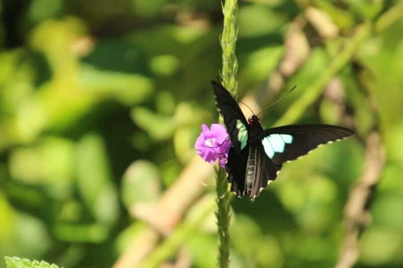 4 Days Manu Rainforest Tour - Exploring the 4-Day Manu Rainforest Tour in Detail