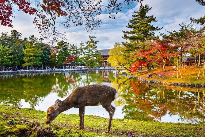 4 Days Private Customizable Tour in Osaka, Nara, Kyoto, Kobe - Who It’s Best For