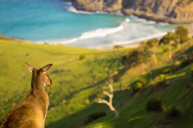 4 Days Private Walking Tour in South Australia - The Sum Up: Who Will Love This Tour?