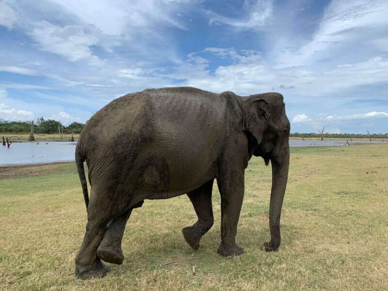 4 Days Tour of Sigiriya Kandy Ella with Udawalawe Safari - Exploring the Full Itinerary in Detail