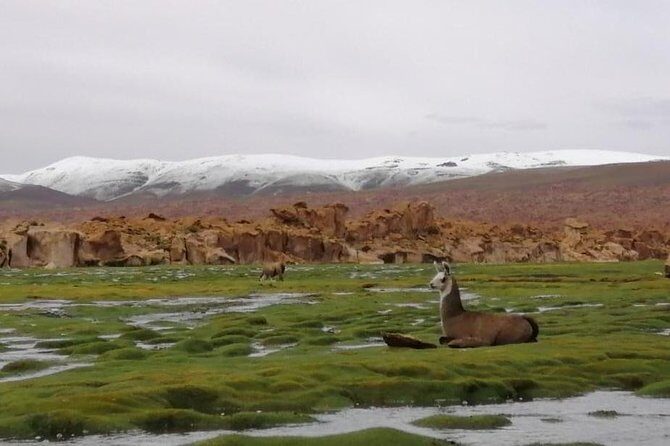 4 Days Uyuni Salt Flats with English Guide by Bus from La Paz - In-Depth Review of the 4-Day Uyuni Salt Flats Tour