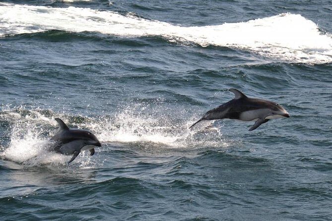 4 Hour Afternoon Whale Watching Tour - Frequently Asked Questions