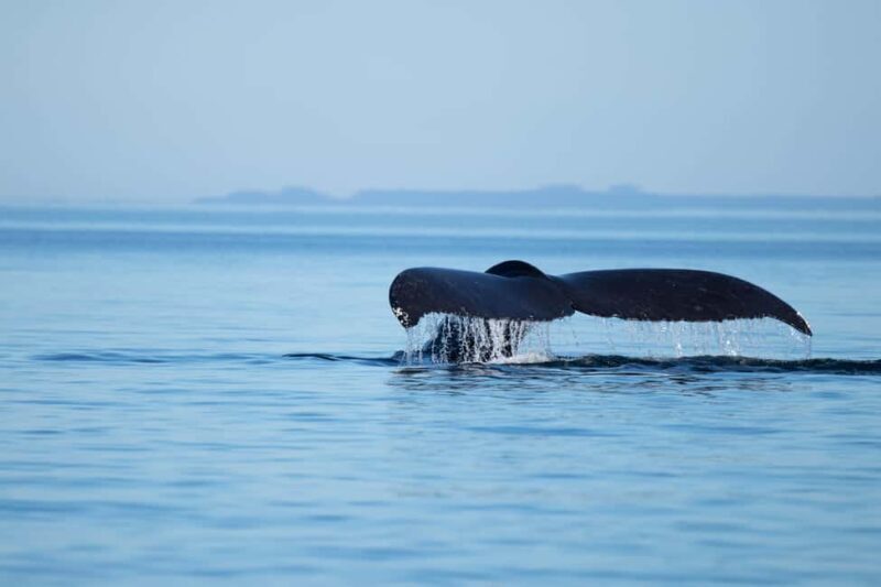 4 Hour Campbell River Whale & Wildlife Tour | Discovery West - A Detailed Look at the 4-Hour Campbell River Wildlife Tour