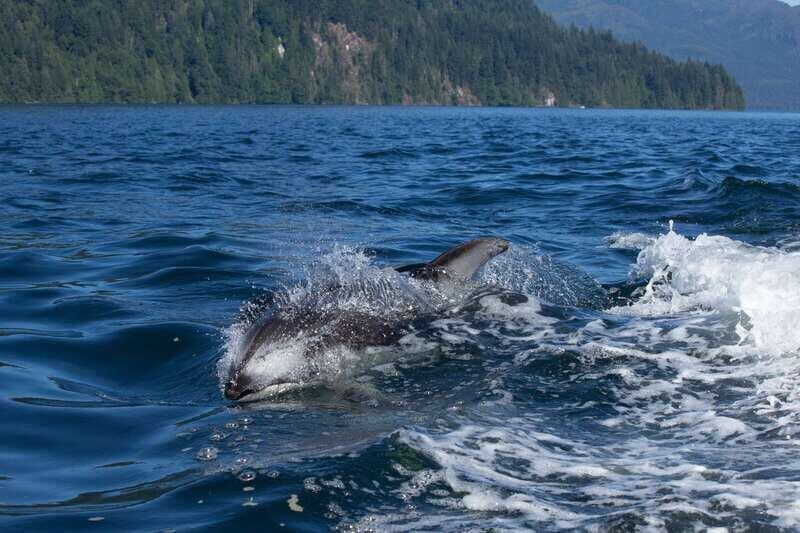 4 Hour Campbell River Whale & Wildlife Tour | Discovery West - Practical Tips for Travelers