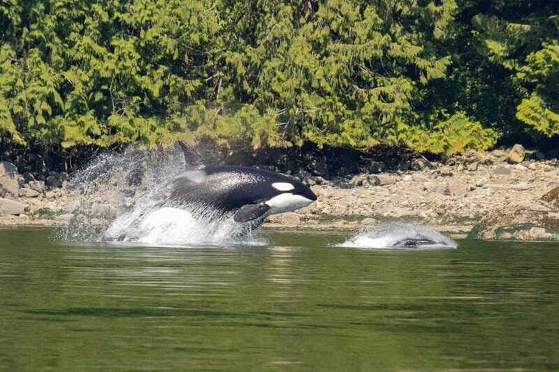 4 Hour Campbell River Whale & Wildlife Tour | Discovery West - Who Should Consider This Tour?