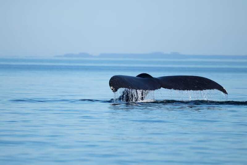 4 Hour Campbell River Whale & Wildlife Tour | Discovery West - The Sum Up: Why This Tour Stands Out