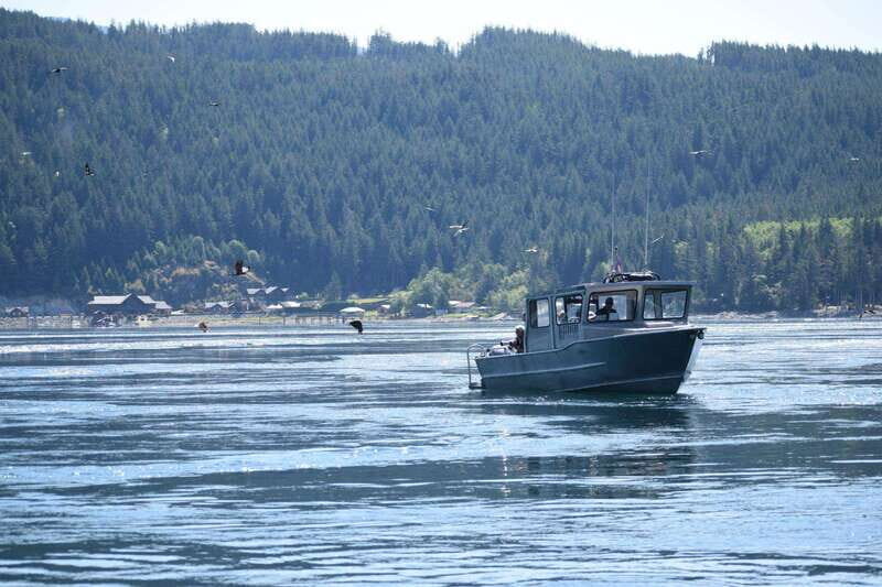 4 Hour Campbell River Whale & Wildlife Tour | Discovery West - FAQs