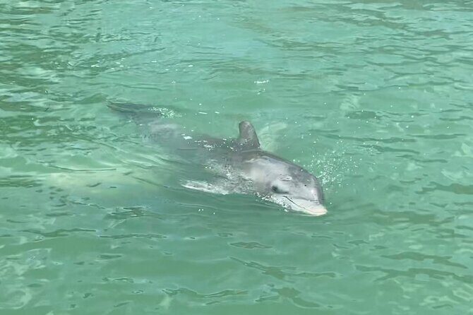 4 Hour Dolphin and Sandbar Cruise - The Value of This Experience