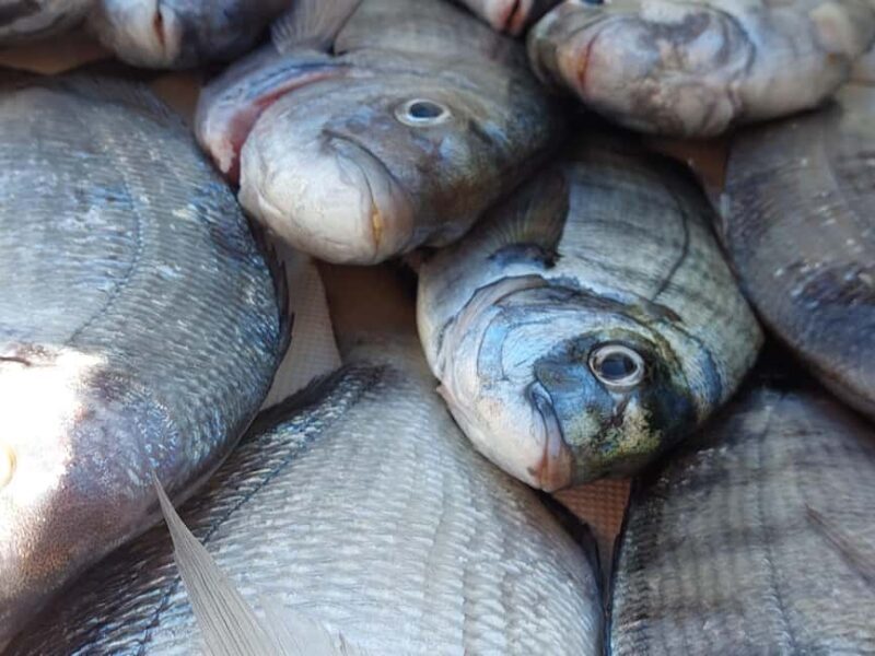 4-hour FISHING trip on a BOAT departing from Hondarribia - Key Points