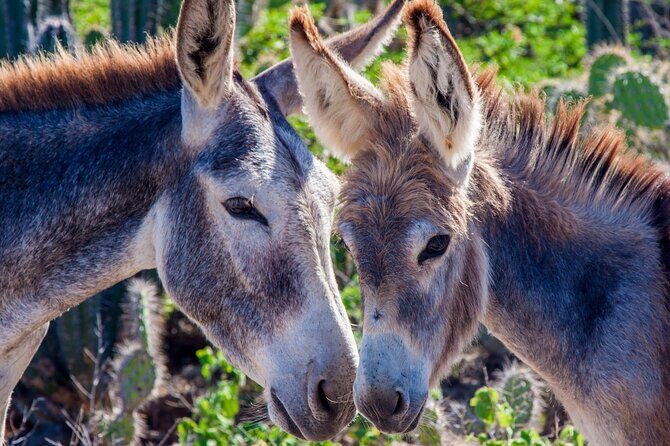 4-Hour Guided Island Tour in Bonaire for Singles and Doubles - Final Thoughts