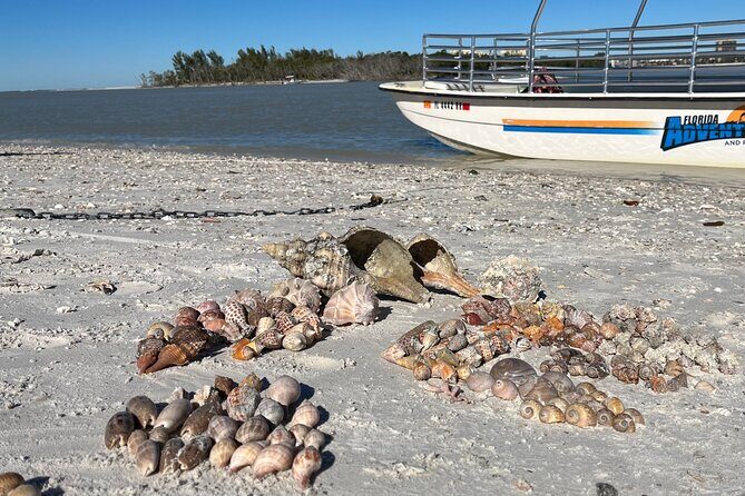4 Hour Kice Island Shelling Trip - Key Points