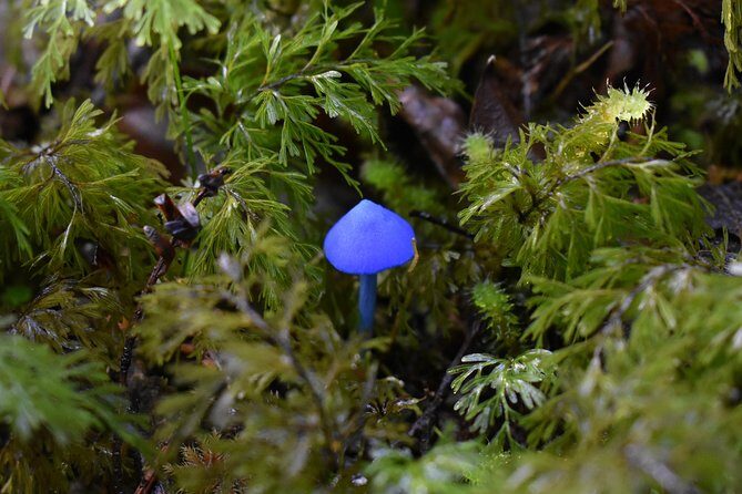4-hour Lake Mapourika Kayak and Hike adventure, with Okarito Kiwi Sanctuary - FAQ