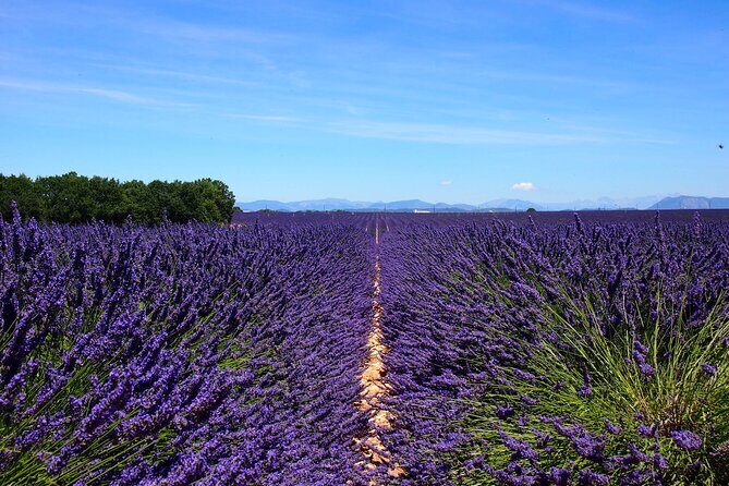 4-Hour Lavender Fields Tour in Valensole from Aix-en-Provence - A Deep Dive into the Lavender Fields Tour