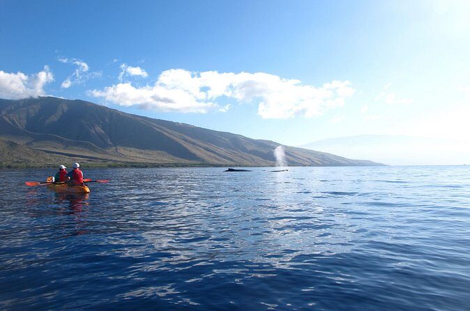 4-Hour Makena Whale Watch Tour - FAQ