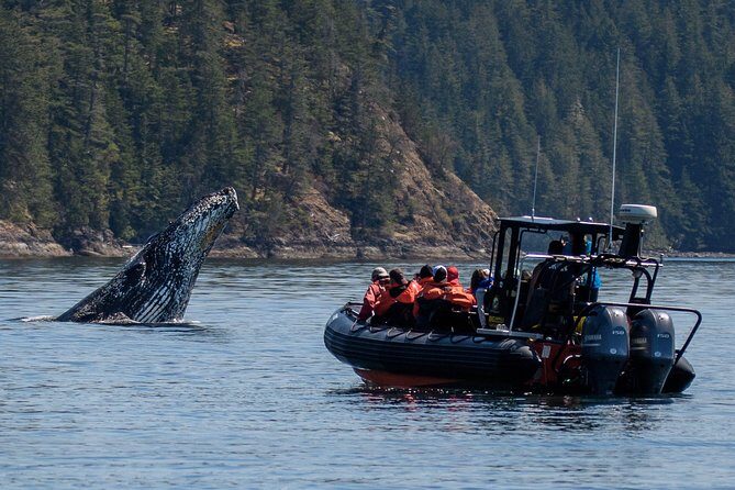 4 Hour Morning Whale Watching Tour - Discover the 4-Hour Morning Whale Watching Tour in Victoria, Canada