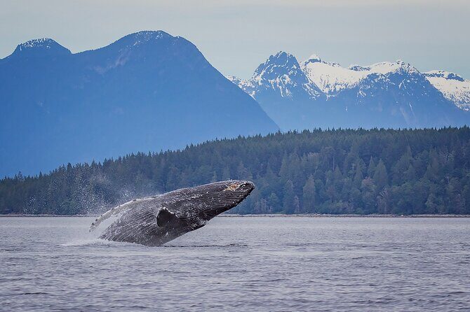 4 Hour Morning Whale Watching Tour - What Real Travelers Say