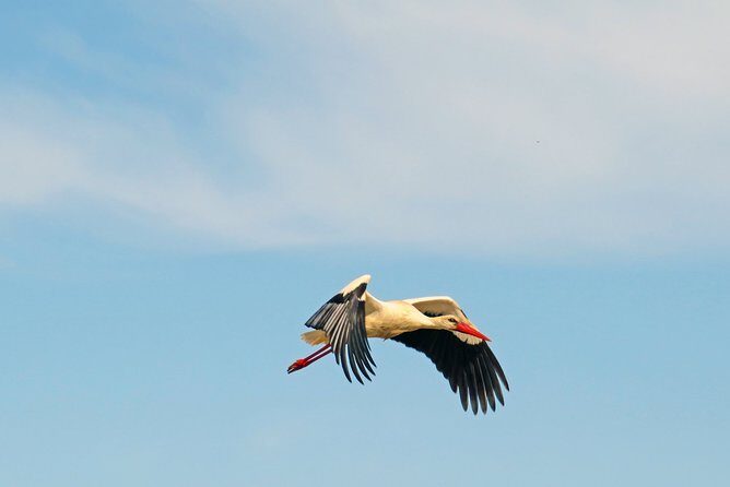 4-Hour Private Boat Tour in Ria Formosa - Summary
