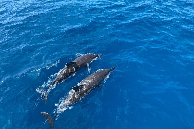 4-Hour Private Charter Adventures in Kona Coast - Discovering the Kona Coast: What to Expect on Your Private Charter